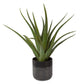 Uttermost Tucson Aloe Planter By Casagear Home UT-60204