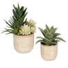 Uttermost Seaside Succulents Set/2 By Casagear Home UT-60208