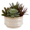 Mesa Succulent - Planter-9 Inches Tall and 10 Inches Wide
