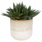 Uttermost Doha Succulent Accent By Casagear Home