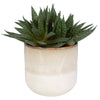 Doha Succulent - Planter-10.5 Inches Tall and 11 Inches Wide