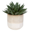 Uttermost Doha Succulent Accent By Casagear Home UT-60213