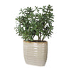 Uttermost Crassula Jade Accent Plant UT-60226