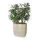 Uttermost Crassula Jade Accent Plant UT-60226