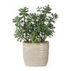 Uttermost Crassula Jade Accent Plant