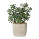 Uttermost Crassula Jade Accent Plant