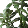 Uttermost Crassula Jade Accent Plant UT-60226