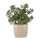 Uttermost Crassula Jade Accent Plant UT-60226