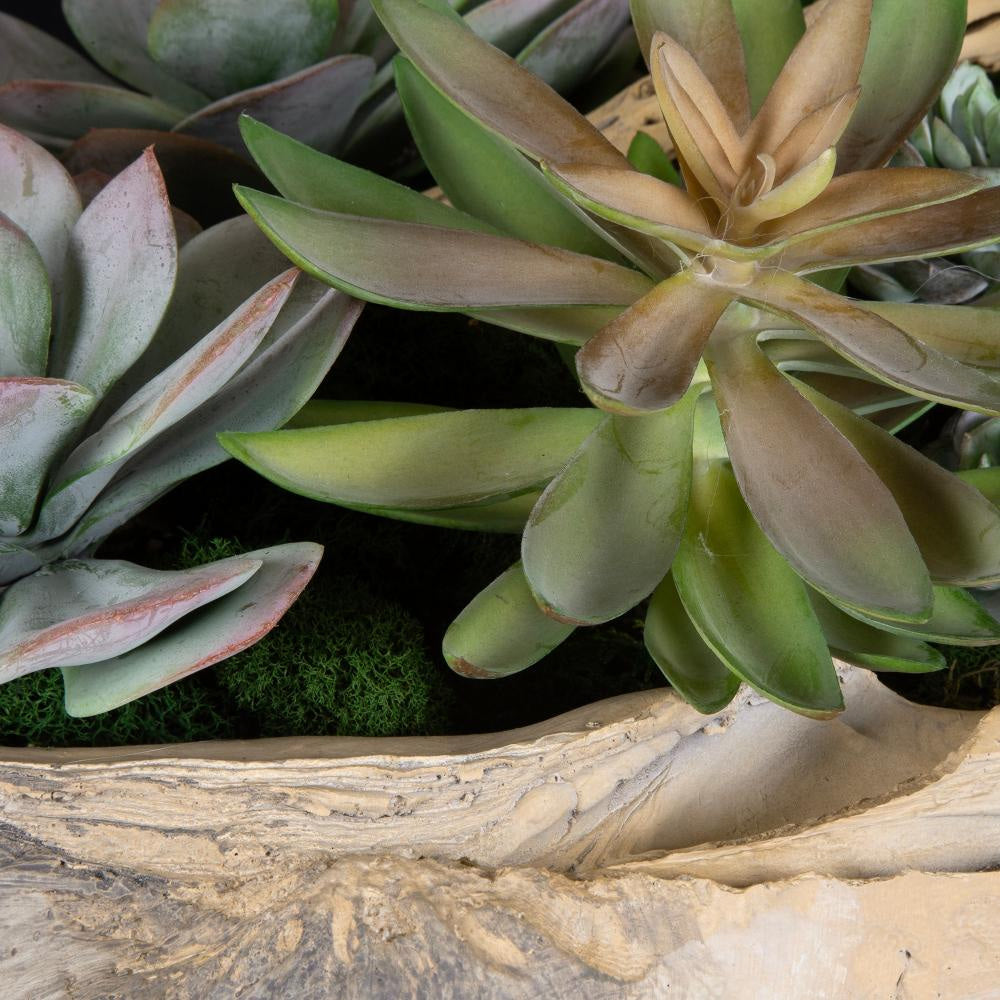 Uttermost 60233 Seaside Breeze - Succulents-10 Inches Tall and 23 Inches Wide UT-60233