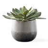Uttermost Dudleya Gray Outdoor Succulent