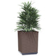 vidaXL Planters 2 pcs Brown 11.8"x11.8"x14.6" Polypropylene