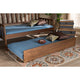 Baxton Studio Midori Modern and Contemporary Transitional Walnut Brown Finished Wood Twin Size Trundle Bed