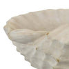 19 Inch Conch Shell Decor, Authentic Coastal Style, Off White White Resin By Casagear Home